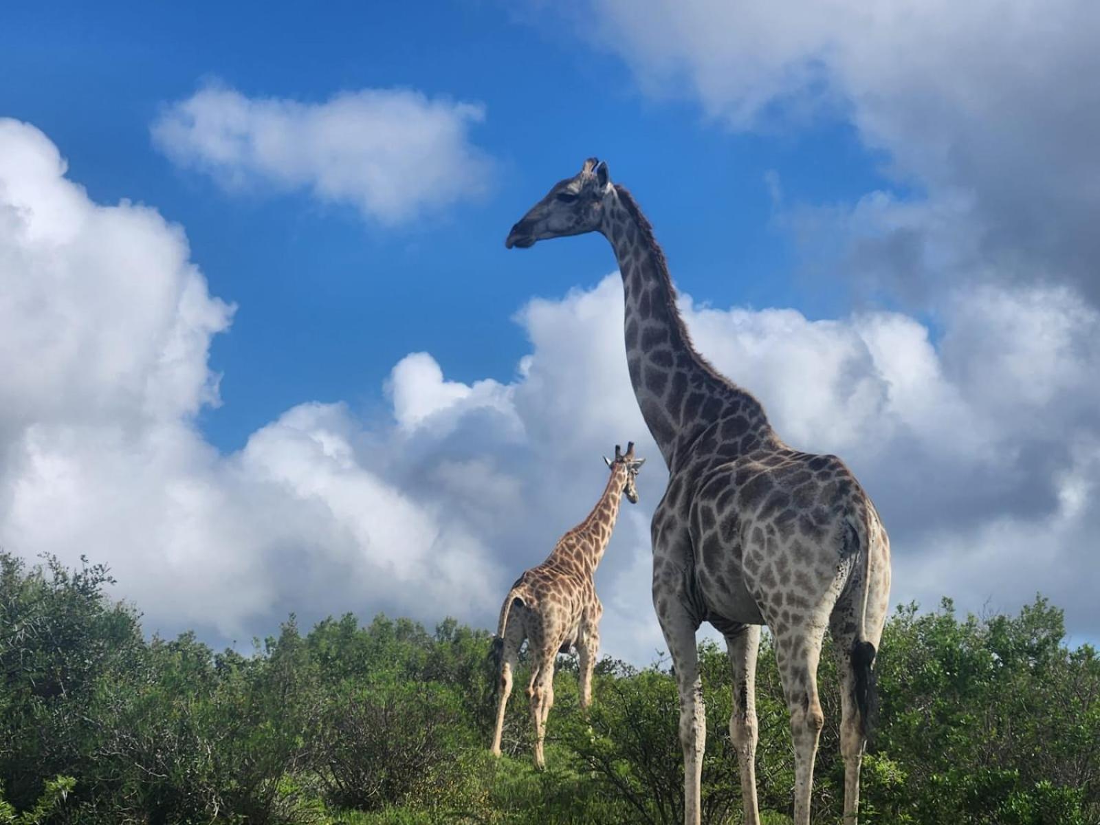 Parkview Safari Lodge Колчестер Екстер'єр фото